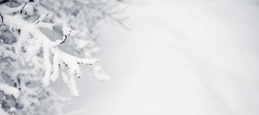 Actividades Ipsimed para 2020